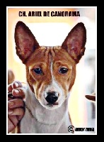 Étalon Basenji - CH. Ariel de Canorama