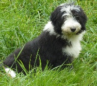 Étalon Bearded Collie - Féerie de Letavia
