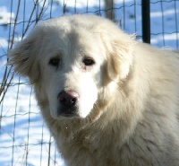 Étalon Berger Yougoslave de Charplanina - Ela bela suvodo