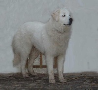Étalon Berger de Podhale - Tatra - Suska Vom Wogenrain
