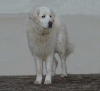 Étalon Berger de Podhale - Tatra - Panienka Vom Wogenrain