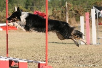 Étalon Border Collie - Darkool Izarra Xakur