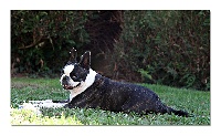 Étalon Boston Terrier - Dreamer de l'Oustau d'Estello