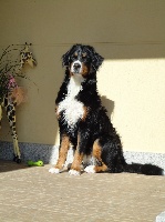 Étalon Bouvier Bernois - Dona clan de la linda Néboa De Meigas