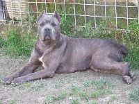 Étalon Cane Corso - Ursula (Sans Affixe)