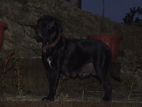 Étalon Cane Corso - Csilla (Sans Affixe)
