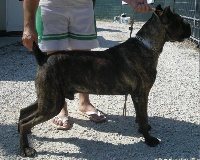 Étalon Cane Corso - Bacco (Sans Affixe)