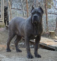 Étalon Cane Corso - Pamplona di Re Manfredi