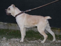 Étalon Cane Corso - Pandora (Sans Affixe)