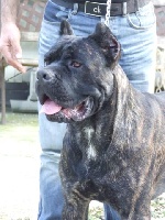 Étalon Cane Corso - Caleb della nevaia