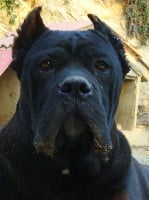 Étalon Cane Corso - Francese di Re Manfredi