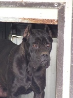 Étalon Cane Corso - Grinta della nevaia
