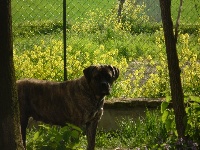 Étalon Cane Corso - Zelda della nevaia