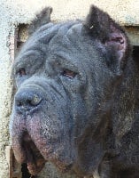 Étalon Cane Corso - Dixit di Re Manfredi