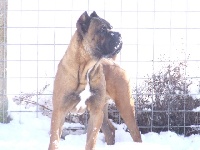 Étalon Cane Corso - Fuoco della nevaia