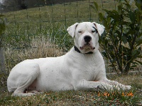 Étalon Dogo Argentino - Dina du Royaume de Diane