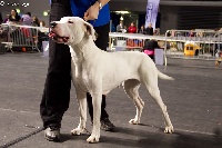 Étalon Dogo Argentino - Blanco Solar Carrera Argentina