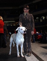 Étalon Dogo Argentino - Blanco Solar Divina