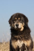 Étalon Dogue du Tibet - tai wind's Min-ett