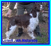 Étalon English Springer Spaniel - lorsett Jack nicholson