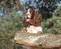 Étalon English Springer Spaniel - CH. Lancelot vom springer-clan