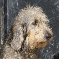 Étalon Griffon nivernais - Engie des monts de corvol