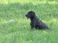 Étalon Labrador Retriever - Djinn du bois sec