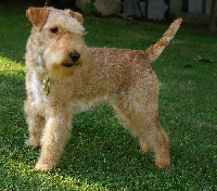 Étalon Lakeland Terrier - Absolute dolce vita Engie sparkling