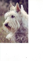 Étalon Scottish Terrier - Valentine Clos lucy