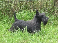 Étalon Scottish Terrier - CH. Ashenberry spark to champernoune