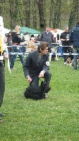 Étalon Scottish Terrier - CH. peabar Exuberance