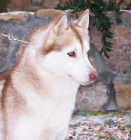 Étalon Siberian Husky - Hermione de Nariz de Nieve