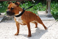 Étalon Staffordshire Bull Terrier - Elle sd du royal mirage