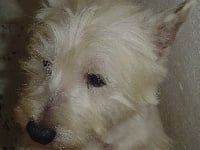 Étalon West Highland White Terrier - Edny Du void de la bure