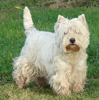 Étalon West Highland White Terrier - Crazy cartoune (Sans Affixe)