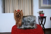 Étalon Yorkshire Terrier - Vegas de la Pam'Pommeraie