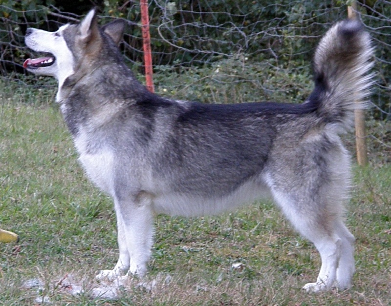 Publication : De Azken-portu Auteur : AZKEN PORTU