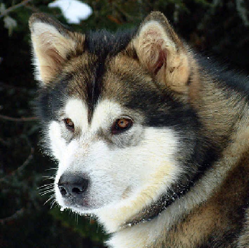 Publication : Alaskan Mala Dream's