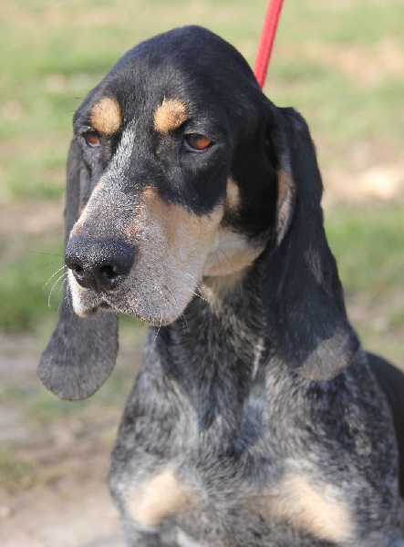 Publication : Du Grand Etricher Auteur : venard