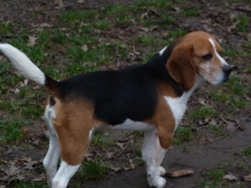 Tomy du clos des lys