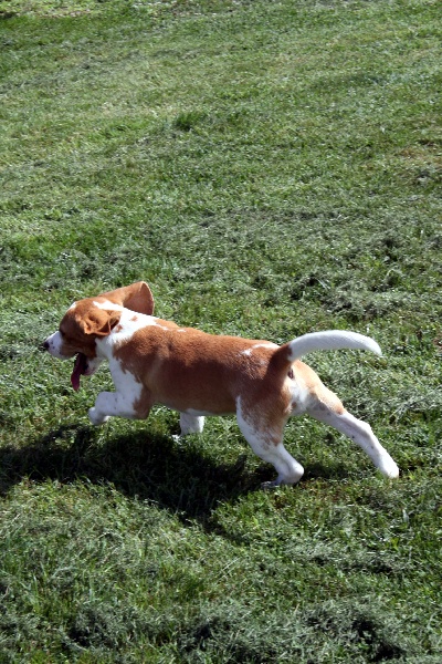 Publication : de Bojulaur