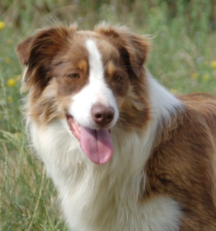 Publication : Born in rosebud Auteur : BIR Family