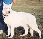 windstrom's Lone wolf