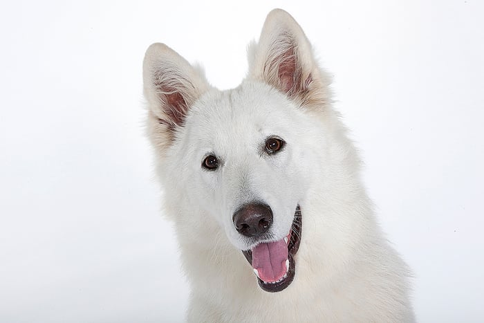 Fly of trebons berger blanc