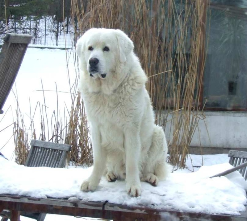 Publication : Vom Wogenrain