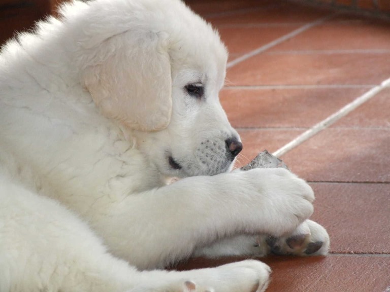 Publication : Vom Wogenrain