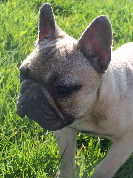 Publication : de la Croix d'Atal Auteur : eva