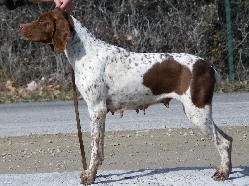 Cacahouette du domaine de ponfrac
