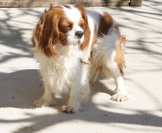 Publication : de Phégye-Ling