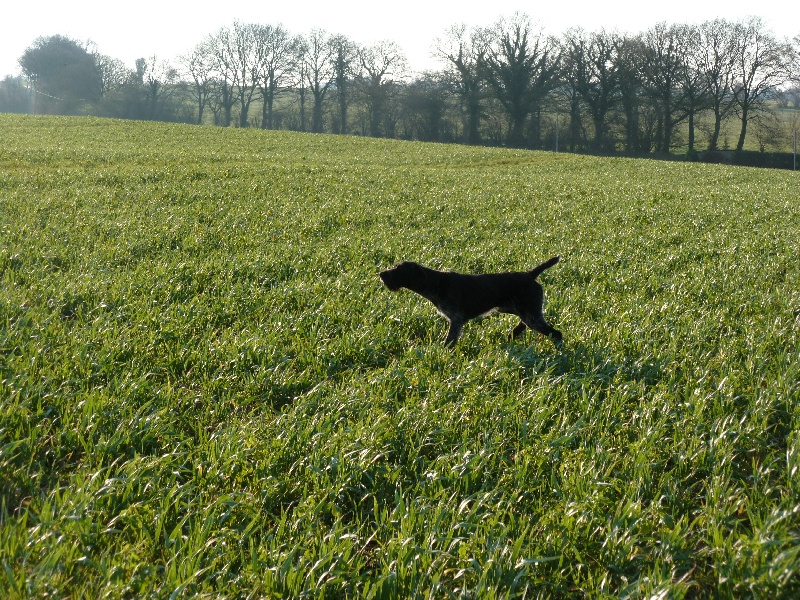 Publication : des Marais De Kerglien Auteur : trucios pascal